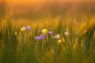 Vibrant purple and yellow flowers bloom in lush green grassy field at sunset