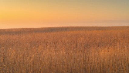 Golden wheat field at sunset with warm light