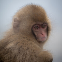 Snow monkey emotions and expressions