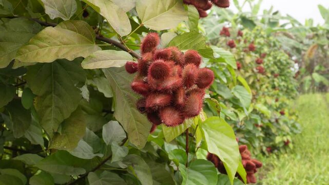 red fruit pods of the Bixa orellana plant also known as annatto tree or lipstick tree 