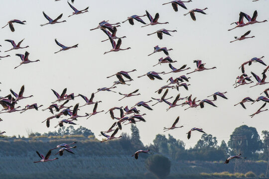 Flock of lesser and greater flamingo in Marievale bird sanctuary