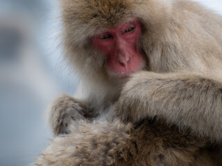 Snow monkey emotions and expressions
