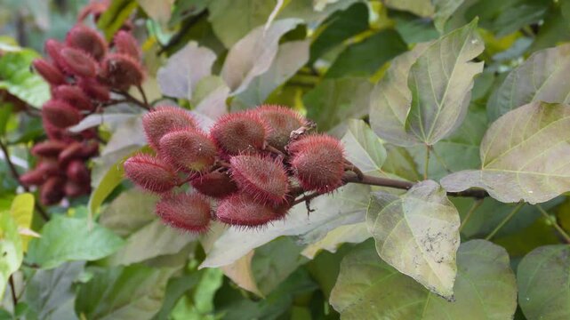 Fruit of the achiote tree Bixa orellana lipstick annatto
