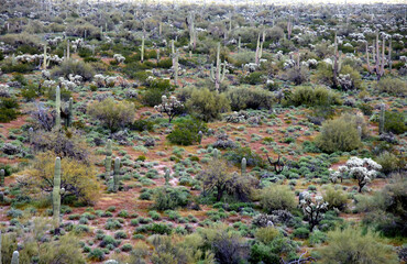 Landscape Sonoran Desert Arizona