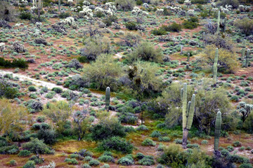 Landscape Sonoran Desert Arizona