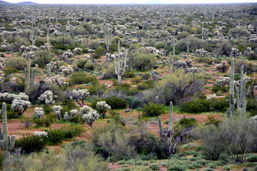 Landscape Sonoran Desert Arizona