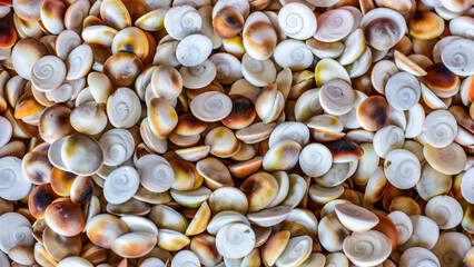 Top view of colorful spiral shells creating a dense organic background with smooth surfaces and natural ocean tones