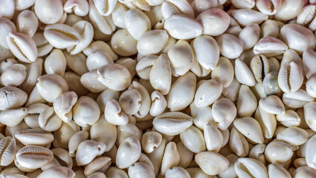 Collection of light-colored cowrie shells arranged tightly, highlighting smooth texture, natural patterns, and coastal biodiversity
