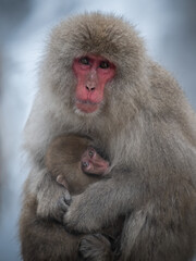 Snow monkey emotions and expressions