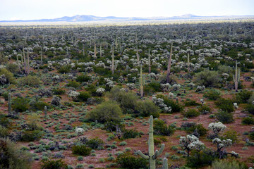 Landscape Sonoran Desert Arizona