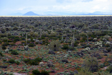 Landscape Sonoran Desert Arizona
