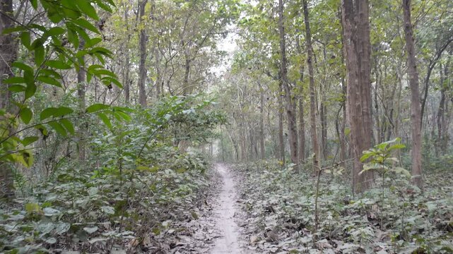 Dirt road winding through Shorea robusta sal forest