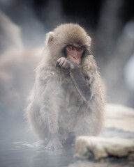 Snow monkey bathing in the hot spring