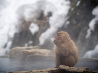 Snow monkey bathing in the hot spring