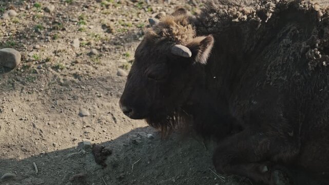 Herd of American bison with a young calf resting in a zoo paddock.