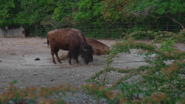 Herd of American bison with a young calf resting in a zoo paddock.