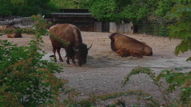 Herd of American bison with a young calf resting in a zoo paddock.