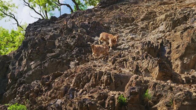 Barbary sheep climbing a steep rocky cliff.