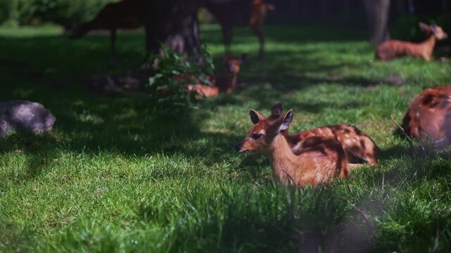 Sitatunga antelopes in their natural green habitat.