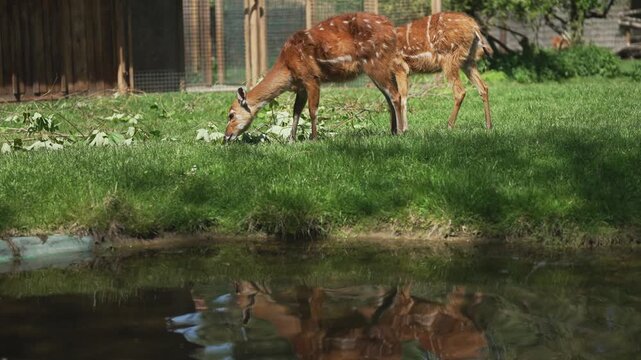 Sitatunga antelopes in their natural green habitat.