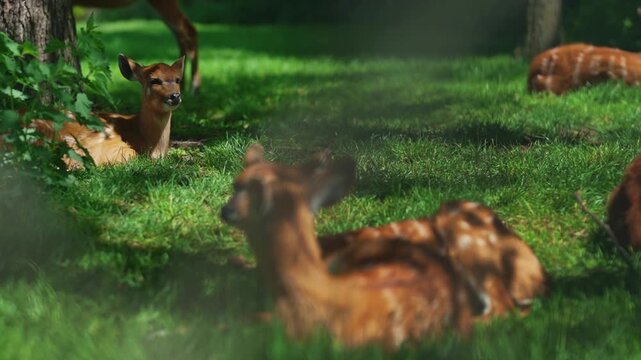 Sitatunga antelopes in their natural green habitat.