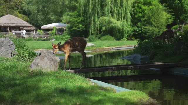 Sitatunga antelopes in their natural green habitat.