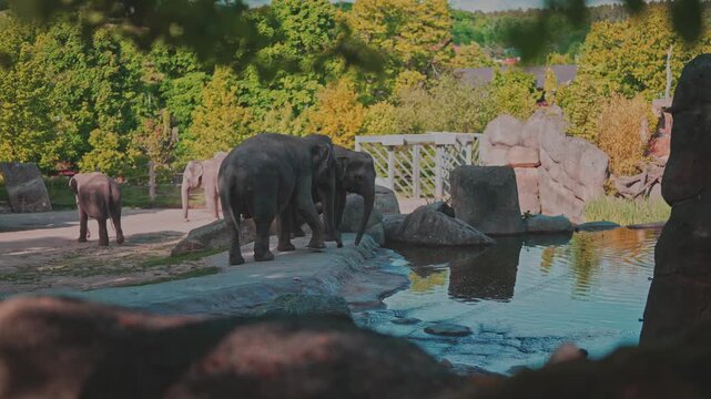 Herd of Asian elephants walking near a water pool in a rocky zoo enclosure.