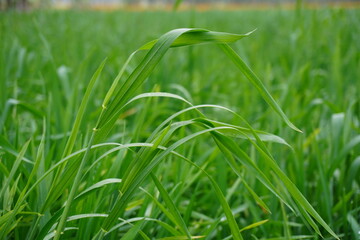Fototapeta premium Closeup of Vibrant Green Grass Blades in Field