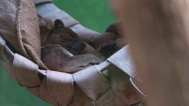 Sleepy fossa resting in a burlap hammock.
