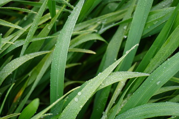Dewdrops glistening on grass blade closeup
