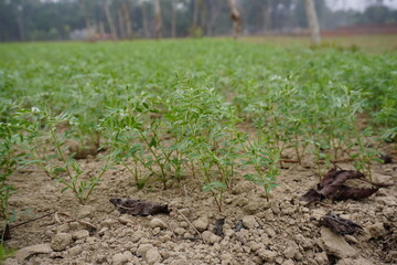 Lush green chickpea seedlings in agricultural field