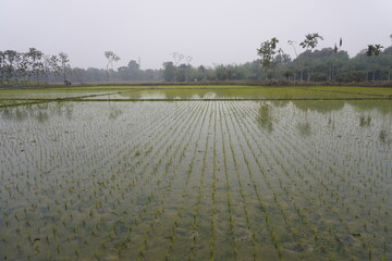 Young green rice plants in shallow water under overcast sky