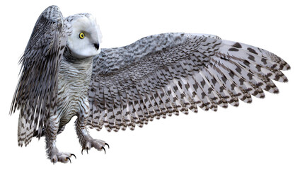 3D Rendering Snow Owl on White