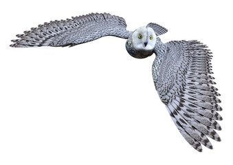 3D Rendering Snow Owl on White