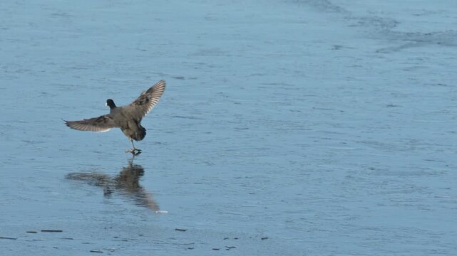 Coot (Fulica atra) landing on the ice on the surface of a frozen lake and finding it rather slippery. January, Kent, UK. [Slow motion x5]