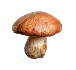 Fresh slippery jack mushroom isolated on white