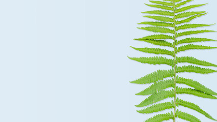 Fresh Green Fern Leaf on Light Blue Background with Copy Space. Minimalist Aesthetic Concept of Biophilic Design, Natural Freshness, Tropical Flora, and Eco-friendly Visuals for Web Banners