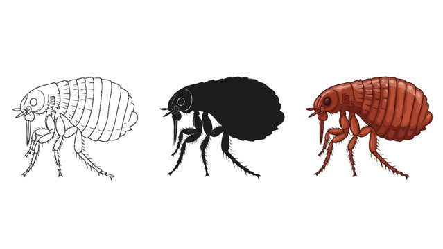 Set of three illustrations of a flea line drawing, silhouette and detailed color drawing