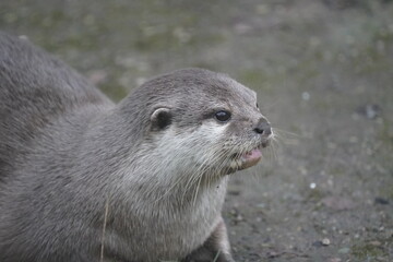 Asian small clawed otter