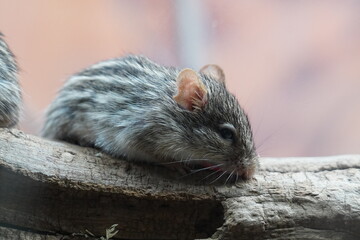 Barbary striped grass mouse
