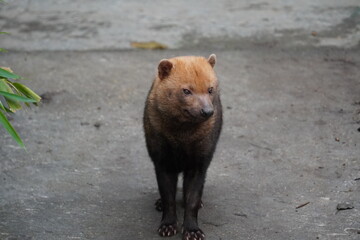 Bush dog