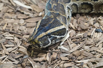 Central African rock python