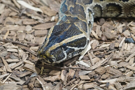 Central African rock python