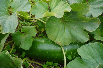 Immature Bottle Gourd Fruit on Vining Plant Closeup