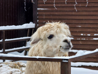 A llama in a pen in winter