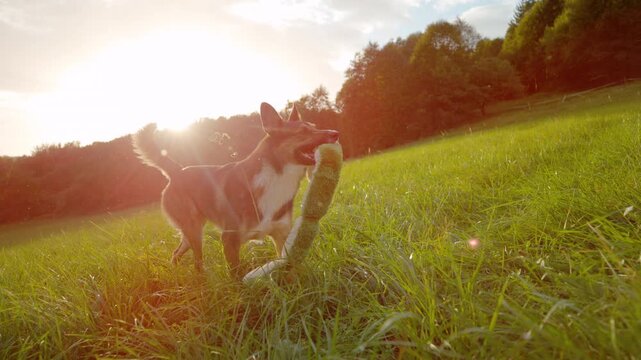 SLOW MOTION, LENS FLARE: Mixed breed dog ​​runs along sunny grassy slope, proudly carrying a fluffy toy in its muzzle. Playful brown doggo running through meadow in warm golden light of summer sunset.