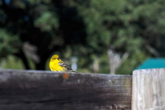A tiny yellow dird on a paddock fence
