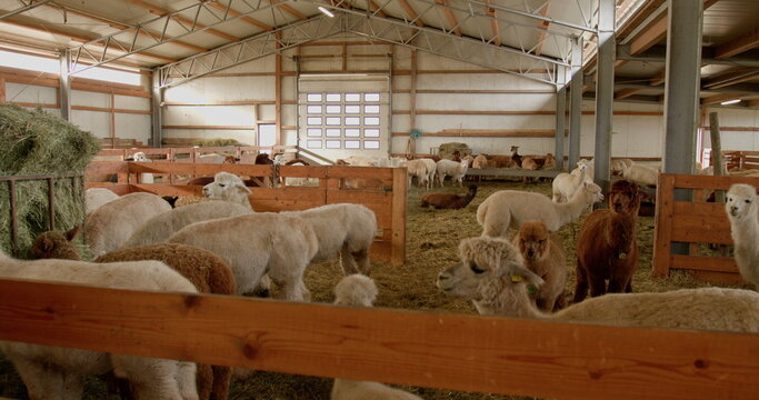 Llamas and alpacas in large barn enclosure with wooden fences and hay. Animals stand inside spacious structure creating cozy farm environment. Suitable for topics on farming, agriculture, livestock