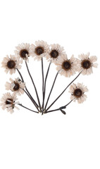 pressed dried mini daisies real png cutout