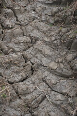 Cracked Dry Soil Texture in Parched Field